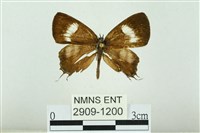 藏品(拉拉山鑽灰蝶)的圖片