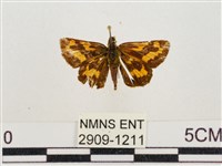 藏品(墨子黃斑弄蝶)的圖片