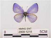 藏品(嫵琉灰蝶)的圖片