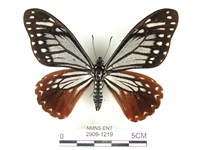 藏品(斑鳳蝶)的圖片