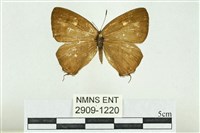 藏品(阿里山鐵灰蝶)的圖片