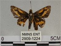 藏品(寬邊橙斑弄蝶)的圖片