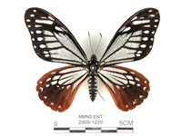 藏品(斑鳳蝶)的圖片