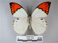 藏品(橙端粉蝶、端紅蝶)的圖片