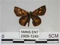 藏品(黃星弄蝶)的圖片