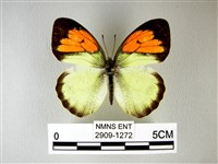 藏品(異粉蝶、雌白黃蝶)的圖片