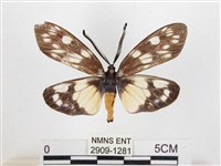 藏品(蓬萊茶斑蛾)的圖片