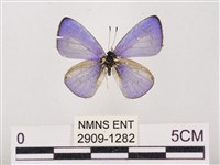 藏品(嫵琉灰蝶)的圖片