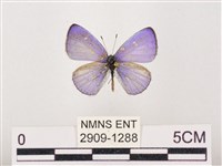 藏品(嫵琉灰蝶)的圖片