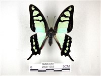 藏品(寬帶青鳳蝶)的圖片