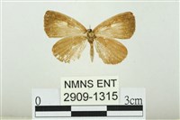 藏品(熙灰蝶)的圖片