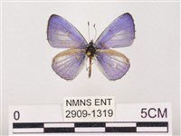 藏品(嫵琉灰蝶)的圖片