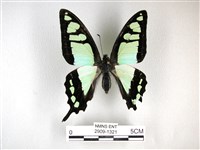 藏品(寬帶青鳳蝶)的圖片