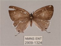 藏品(瓏灰蝶)的圖片