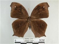 藏品(森林暮眼蝶、黑樹蔭蝶)的圖片