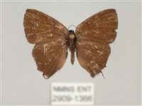 藏品(田中洒灰蝶)的圖片