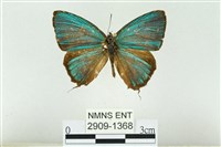 藏品(小翠灰蝶)的圖片