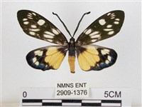 藏品(蓬萊茶斑蛾)的圖片