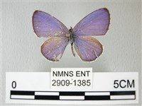 藏品(細邊琉灰蝶)的圖片