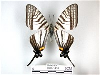 藏品(劍鳳蝶)的圖片