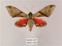 藏品(榆綠天蛾)的圖片