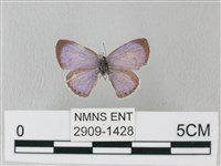 藏品(靛色琉灰蝶)的圖片