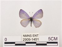 藏品(嫵琉灰蝶)的圖片