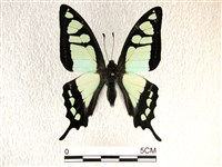 藏品(寬帶青鳳蝶)的圖片