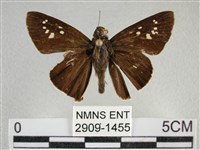 藏品(黯弄蝶)的圖片