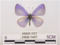 藏品(嫵琉灰蝶)的圖片