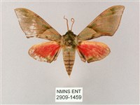 藏品(榆綠天蛾)的圖片