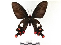 藏品(多姿麝鳳蝶)的圖片