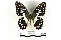 藏品(花鳳蝶、無尾鳳蝶)的圖片