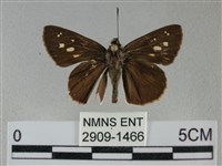 藏品(黑星弄蝶)的圖片