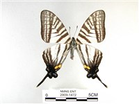 藏品(劍鳳蝶)的圖片