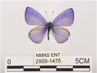 藏品(嫵琉灰蝶)的圖片