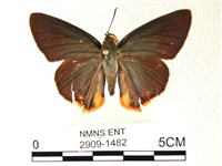 藏品(綠弄蝶)的圖片