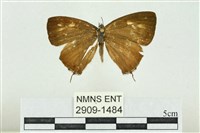 藏品(阿里山鐵灰蝶)的圖片