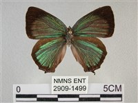 藏品(臺灣榿翠灰蝶)的圖片