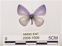 藏品(嫵琉灰蝶)的圖片