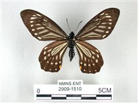 藏品(黃星斑鳳蝶)的圖片