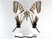 藏品(劍鳳蝶)的圖片