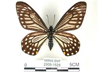 藏品(黃星斑鳳蝶)的圖片