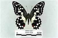 藏品(花鳳蝶、無尾鳳蝶)的圖片