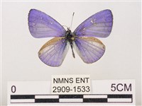 藏品(嫵琉灰蝶)的圖片