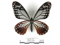 藏品(斑鳳蝶)的圖片