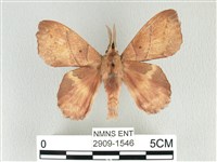 藏品(黃斑枯葉蛾)的圖片