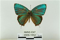藏品(霧社翠灰蝶)的圖片