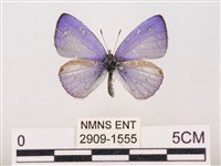 藏品(嫵琉灰蝶)的圖片