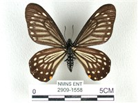 藏品(黃星斑鳳蝶)的圖片